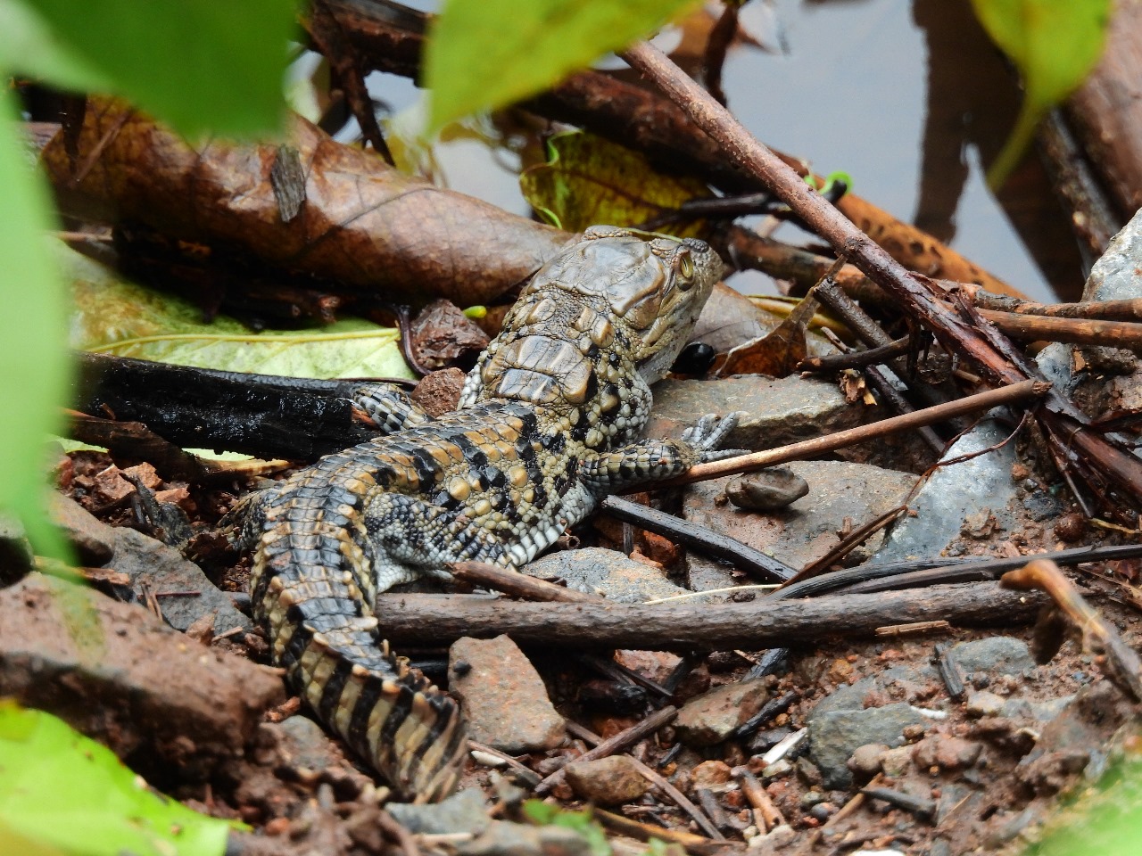 माणगावमध्ये वस्तीनजीक आढळून आले मगरीचे घरटे; वनविभागामार्फत त्वरित घरट्याला देण्यात आले संरक्षण