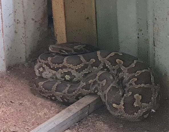 कोंबड्या खाऊन मस्तावलेला १० फुटी अजगर