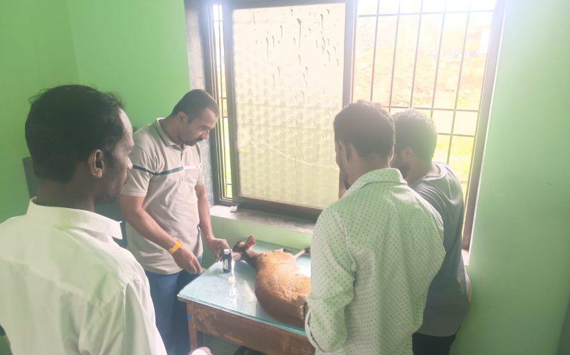भटक्या कुत्र्यांच्या पाठलागात जखमी झालेल्या ‘इंडियन मंटजॅक’वर तातडीने उपचार; सुरक्षित नैसर्गिक अधिवासात सोडले