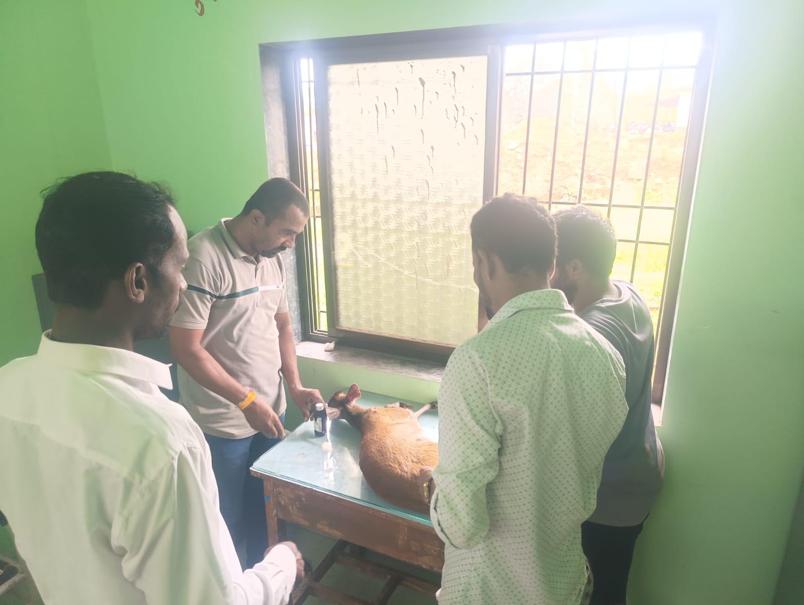 भटक्या कुत्र्यांच्या पाठलागात जखमी झालेल्या ‘इंडियन मंटजॅक’वर तातडीने उपचार; सुरक्षित नैसर्गिक अधिवासात सोडले