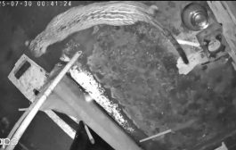 माणगावमधील कशेणे गावात बिबट्याचा मुक्त संचार; बिबट्या सीसीटीव्हीमध्ये कैद