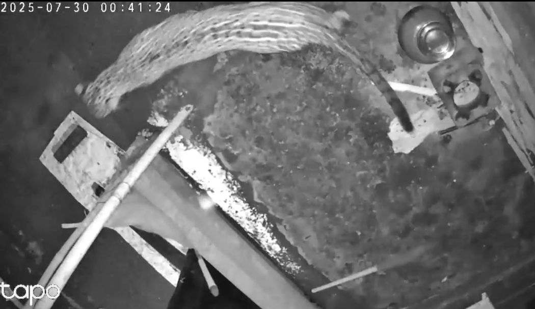 माणगावमधील कशेणे गावात बिबट्याचा मुक्त संचार; बिबट्या सीसीटीव्हीमध्ये कैद